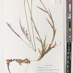 Image result for Melinis longiseta