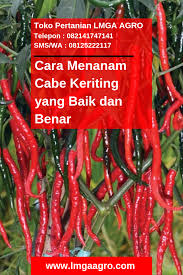 Cara Menanam Cabe Keriting Yang Baik Dan Benar Menanam Keriting Petani