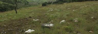 Image result for Anthospermum whyteanum