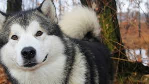 Es muy sociable pero hay que tener en cuenta que son perros que sufren mucho en lugares cá. Raza De Perro Perro Malamute De Alaska Perro De Trineo Mascota Sonrisa Fondo De Pantalla Hd Wallpaperbetter