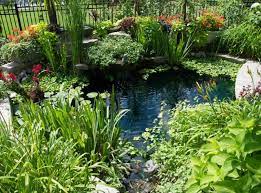 A la fois utile et décoratif, la mare naturelle présente de nombreux avantages. Plante De Bassin Filtrante