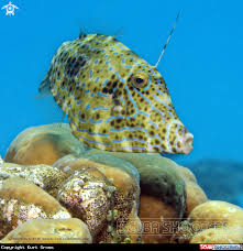 Scribbled Leatherjacket In Maluku Indonesia In 2020 Maluku Fish Pet Pets