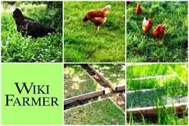 Yang berikut adalah antara penyakit yang boleh menjangkiti ayam: Cara Memberi Makan Ayam Wikifarmer