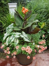 Maybe you would like to learn more about one of these? Container Gardening With Canna Lilies 270 Container Garden Flowers Container Plants Garden Containers
