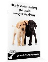 These expert tips will help you make a smooth transition. Introducing Your Puppy And Cat Sarah Whitehead S Clever Dog Company
