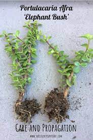 Portulacaria Afra Elephant Bush Care Types And Propagation Jade Plant Care Suculent Plants Jade Plants