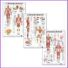 Understanding the human body can be tough. Anatomy Of The Human Body Muscle And Nerve Charts 3pcs Front Side Back English And Chinese Female Male Bilingual Posters Aliexpress