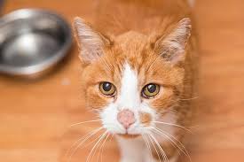 Diagnosing diabetic neuropathy depends mostly on viewing the mobility changes in your cat. Type 1 2 Diabetes In Cats Best Friends Animal Society