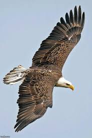 French Birds Of Prey Pictures Pin By Jana French On Stars Stripes Forever Bald Eagle American Bald Eagle Haliaeetus Leucocephalus