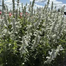 Image result for Salvia farinacea