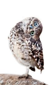 Birds That Start With U In Spanish What Did U Say I Don T Understand Spanish Burrowing Owl Owl Owl Images