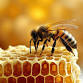 Create & Learn: Bee Hotel