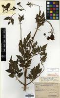 Image result for Bidens biternata