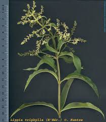 Image result for Aloysia citrodora