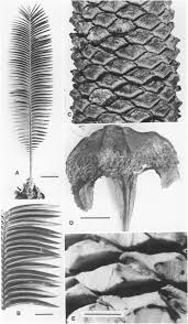 Image result for Encephalartos schmitzii