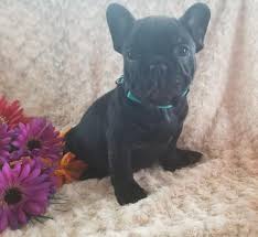 The french bulldog is a top heavy breed. French Bulldog Puppies For Adoption Near Me The Y Guide