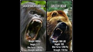 Maybe you would like to learn more about one of these? How Strong Is A Gorilla Silverback Strength Vs Humans Grizzly Lion Croc Storyteller Travel