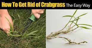 More images for how to remove crabgrass » How To Get Rid Of Crabgrass The Easy Way
