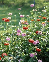 How tall do zinnias grow? Why Zinnias Are Perfect Companions In The Vegetable Garden