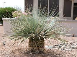 Image result for Sphaeranthus chandleri