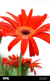 Image result for Gerbera viridifolia