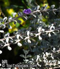 Image result for Zygophyllum pubescens