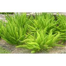 Maybe you would like to learn more about one of these? Expert Gardener Foxtail Fern 1gl Walmart Com Walmart Com
