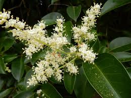 Image result for Ligustrum lucidum