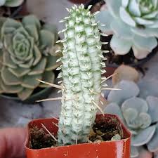 Image result for Euphorbia unicornis