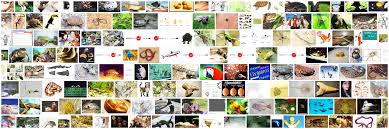 Mendak antonim kata sifat borang. Ovipara Definisi Ovipara Dalam Kamus Czech