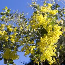 Image result for Acacia montigena