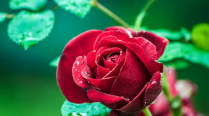 21 Full Screen Nature Wallpaper Rose Roses The Sign Of Beauty Roses The Sign Of Nature Full Hd Wallpaper In 2020 Nature Wallpaper Rose Rose Flower Wallpaper Rose