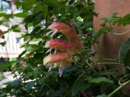 Perennial plants may be defined as those which endure or persist from the same root part year to division is particularly successful since it not only provides new plants but is often necessary for the. Growing Shrimp Plants How To Care For A Shrimp Plant