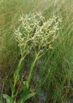 Image result for Habenaria holubii