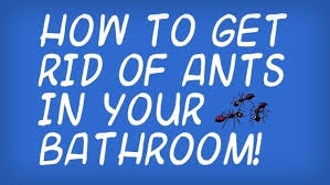 Borax will kill odorous house ants, and powdered sugar will attract them. How To Get Rid Of Little Black Ants In Your Bathroom Housekeeping Wonderhowto