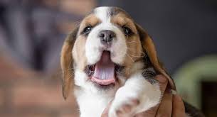Very socialized and very playful. Baby Beagle Facts And Fun Watch How He Grows