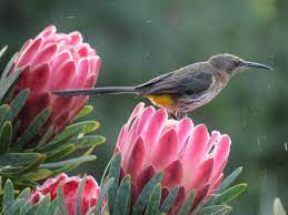 Protea Venus Hybrid And Sugarbird Tierfontein Protea Beautiful Flowers Orchids