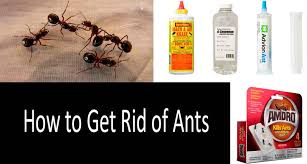 We did not find results for: How To Get Rid Of Ants Best Ways To Kill Ants Indoors And Outdoors