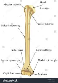There are eight small bones that are present at the distal end of the radius and ulna. Humerus Labeled Diagram Royalty Free Stock Vector 181112822 Avopix Com