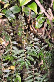 Image result for Elatostema monticola