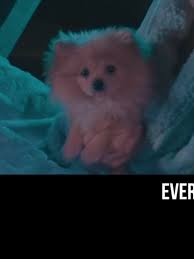 Kong The Savage Young Dogie Jeff Pom Cute Baby Animals Logan Paul Kong Baby Animals