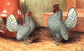 293 the red has the same markings as the light, but the base colour is a rich dark red throughout. Sebright Bantam Chickens Posts Facebook