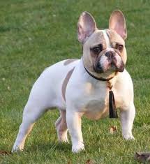I then purchased a blue fawn female from a wonderful breeder here in the states and could not wait to start. Fawn Pied French Bulldog Stud Bully Breed Photos This Is Bully