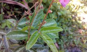 Image result for Desmodium uncinatum