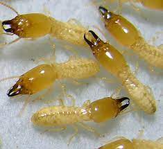 Exodus pest control services and pest inspections. Exodus Pest Control Inc Home Facebook