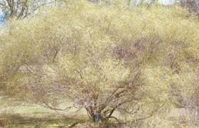 Image result for Searsia tenuinervis