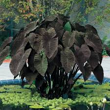 Maybe you would like to learn more about one of these? Elephant Ears Bulbs Black Magic Spring Flower Bulbs Eden Brothers