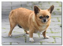 Image result for chihuahua big obesity