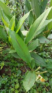 Minyak pokok teh adalah herba antikulat yang kuat yang merawat pelbagai jangkitan termasuk kulat kuku jari kaki, menurut holisticonline. Warisan Petani Pokok Temu Pauh