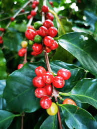 Costa rica still has a large agricultural sector including coffee, banana, pineapple and sugar exports. Coffee Tour Costa Rica Nacho Tours